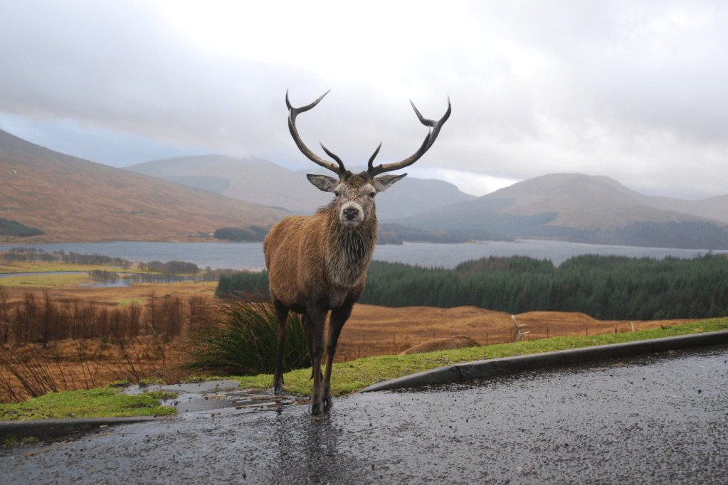 True Premonition Story: Watch Out For&nbsp;Deer